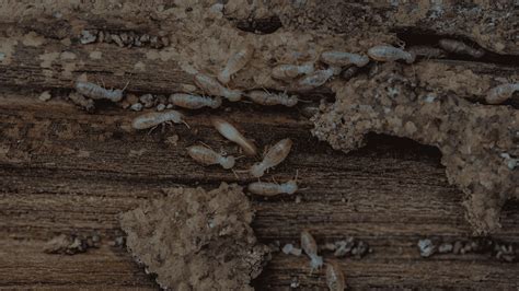 termite services craven county  Termite Inspection